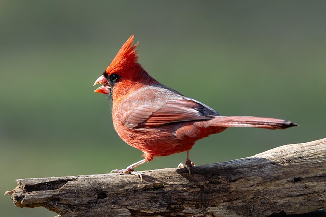 Cardinal